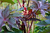 RICINUS COMMUNIS CASTOR OIL PLANT