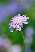 KNAUTIA ARVENSIS FIELD SCABIOUS