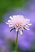 KNAUTIA ARVENSIS, FIELD SCABIOUS