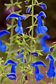 SALVIA PATENS, BLUE ANGEL