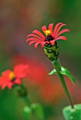 ZINNIA TENUIFOLIA, RED SPIDER