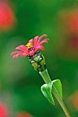 ZINNIA TENUIFOLIA, RED SPIDER