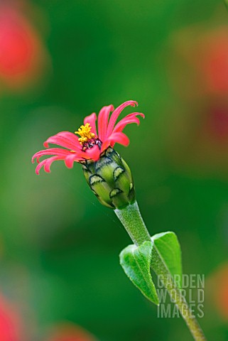 ZINNIA_TENUIFOLIA_RED_SPIDER