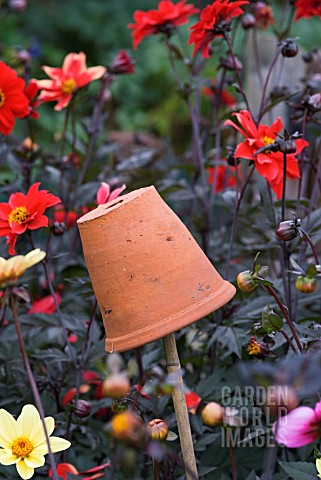 UPTURNED_PLANT_POT_ON_STICK_FILLED_WITH_STRAW_USED_FOR_TRAPPING_EARWIGS_AMONGST_DAHLIAS
