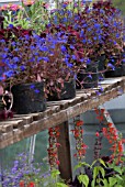 PLANTS ON WOODEN STAGING IN GREENHOUSE