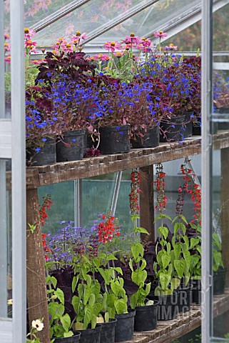 PLANTS_ON_WOODEN_STAGING_IN_GREENHOUSE