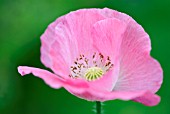 PAPAVER RHOEAS SHIRLEY SERIES