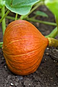 CUCURBITA MAXIMA UCHIKI KURI, SQUASH