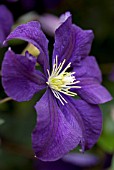 CLEMATIS, LADY BETTY BALFOUR