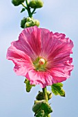 ALCEA ROSEA HOLLYHOCK