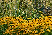 RUDBECKIA FULGIDA VAR SULLIVANTII GOLDSTURM WITH STIPA GIGANTEA