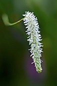 SANGUISORBA TENUIFOLIA VAR ALBA BURNET