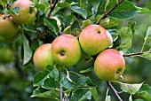 MALUS DOMESTICA DESSERT APPLE, SUNSET