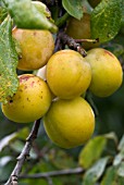 PRUNUS DOMESTICA PLUM, WARWICKSHIRE DROOPER