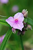 TRADESCANTIA ANDERSONIA GROUP PERINNES PINK