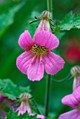 REHMANNIA ELATA CHINESE FOXGLOVE