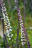 ACTAEA SIMPLEX ATROPURPUREUM, GROUP BUGBANE