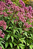 EUPATORIUM PURPUREUM, JOE PYE WEED