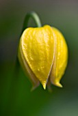 CLEMATIS ORIENTALIS BILL MACKENZIE