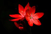 SCHIZOSTYLIS COCCINEA MAJOR KAFFIR LILY