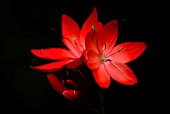 SCHIZOSTYLIS COCCINEA MAJOR KAFFIR LILY