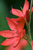 SCHIZOSTYLIS COCCINEA MAJOR KAFFIR LILY