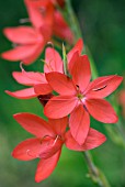 SCHIZOSTYLIS COCCINEA MAJOR, (KAFFIR LILY)