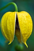 CLEMATIS ORIENTALIS, BILL MACKENZIE