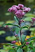 EUPATORIUM PURPUREUM, JOE PYE WEED