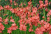 SCHIZOSTYLIS COCCINEA SALMON CHARM, KAFFIR LILY