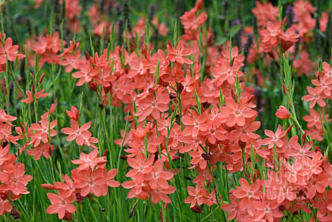 SCHIZOSTYLIS_COCCINEA_SALMON_CHARM_KAFFIR_LILY