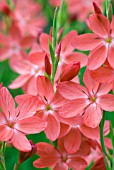 SCHIZOSTYLIS COCCINEA SALMON CHARM, KAFFIR LILY