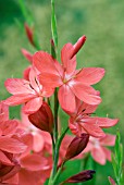 SCHIZOSTYLIS COCCINEA SALMON CHARM, KAFFIR LILY