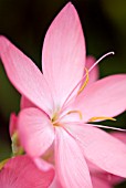 SCHIZOSTYLIS COCCINEA SUNRISE, KAFFIR LILY