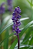 LIRIOPE MUSCARI LILYTURF