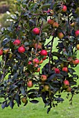 MALUS MARSHAL OYAMA CRAB APPLE