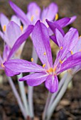 COLCHICUM GLORY OF HEEMSTEDE