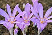 COLCHICUM GLORY OF HEEMSTEDE