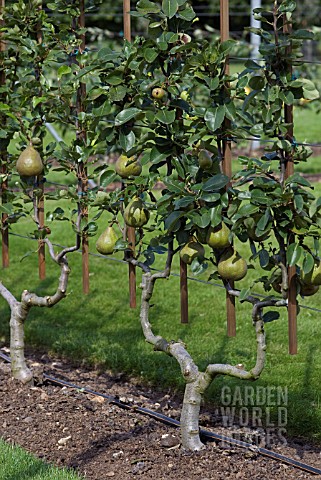 PYRUS_COMMUNIS_PERADEL_DELBUENA_ESPALIER_PEAR