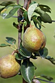 PYRUS COMMUNIS PERADEL DELBUENA ESPALIER PEAR