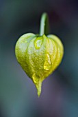 CLEMATIS ORIENTALIS TANGUTICA