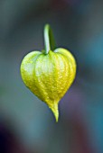 CLEMATIS ORIENTALIS TANGUTICA