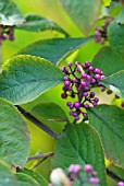 CALLICARPA BODINIERI VAR GIRALDII