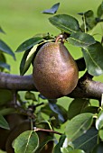 PYRUS COMMUNIS BLACK WORCESTER PEAR