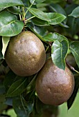 PYRUS COMMUNIS BLACK WORCESTER PEAR