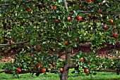 MALUS DOMESTICA LORD LAMBOURNE APPLE ESPALIERED