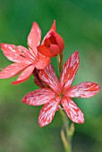 SCHIZOSTYLIS COCCINEA MAIDENS BLUSH KAFFIR LILY