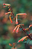 CUPHEA MELVILLA CANDY CORN PLANT