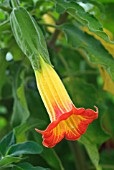 BRUGMANSIA SANGUINEA RED ANGELS TRUMPET