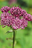 ASTRANTIA MAJOR ABBEY ROAD